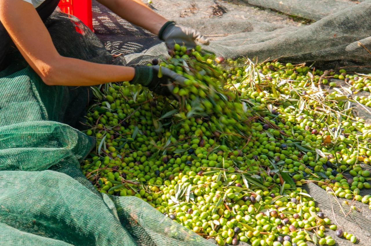 Tenuta Di Sticciano チェルタルド エクステリア 写真